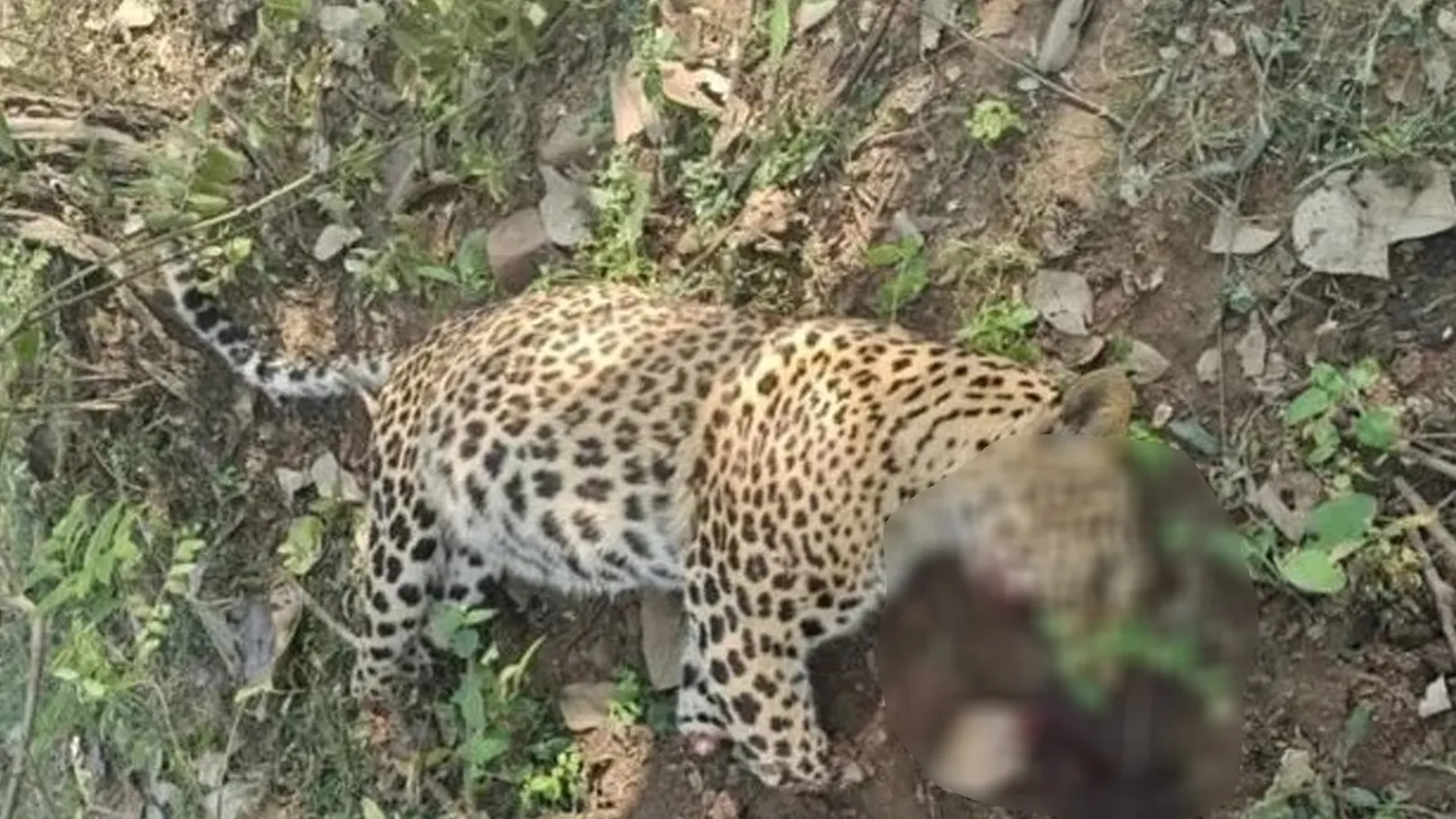 पंजे-नाखून और जबड़ा काटकर ले गए शिकारी, वन विभाग पर उठे सवाल