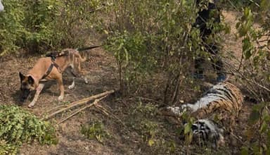 आपसी संघर्ष की आशंका, एक महीने में 4 टाइगर की मौत से उठे सवाल