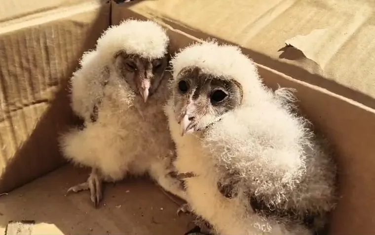 100 साल पुराने मकान को तोड़ते वक्त हुआ खुलासा