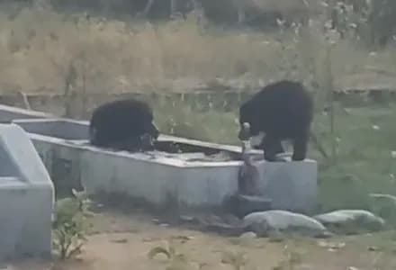 मादा भालू की शावकों के साथ अठखेलियां, पानी की टंकी में जमकर की मस्ती, वीडियो वायरल