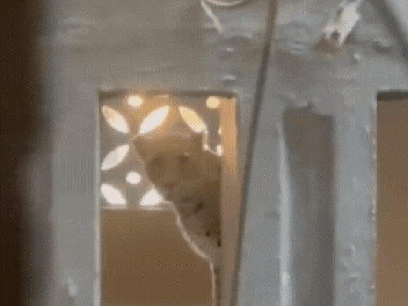 हमले में 3 लोग घायल; रेस्क्यू में लगा वन विभाग