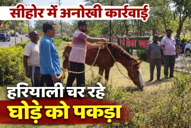 शहर की हरियाली चरने वाले घोड़े को नपा पकड़कर ले गई; सोशल मीडिया पर उठे सवालों के बाद एक्शन