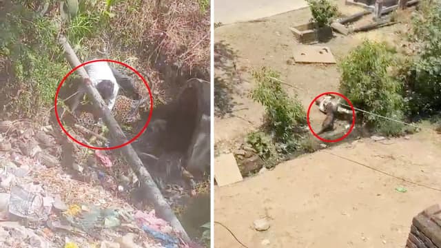 महिला सहित 4 घायल, वन विभाग की टीम मौके पर पहुंची; हमले का लाइव वीडियो आया सामने