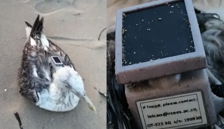 कर्नाटक में नेवल बेस के पास मिले सीगुल में लगा था चाइनीज GPS, डिवाइस पर ईमेल भी लिखा था