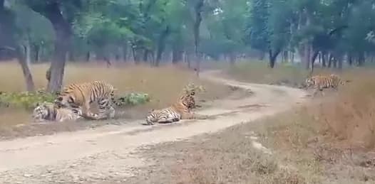 बांधवगढ़ टाइगर रिजर्व में एक साथ नजर आए 6 टाइगर, नजारा देख रोमांचित हुए पर्यटक