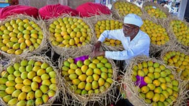 फ्रूट फ्लाई का खतरा बताकर रोकी अल्फांसो-केसर की खेप, फूड इंस्पेक्शन में गड़बड़ी सामने आने के बाद एक्शन