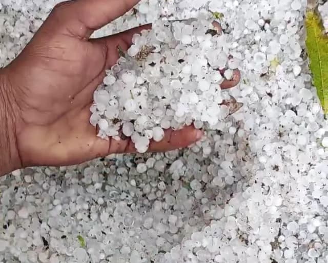 तेज बारिश और ओलों से फसलों को भारी नुकसान, चिंता में किसान