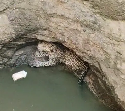 वन विभाग ने दो घंटे के रेस्क्यू के बाद सुरक्षित बाहर निकाला