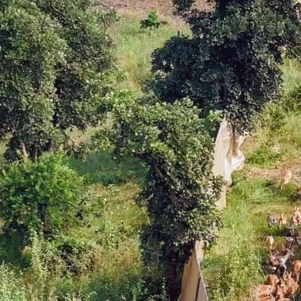 प्रदेश में चला देश का पहला हाईटेक वन्य जीव कैप्चर अभियान, 846 काले हिरण और 67 नीलगाय पकड़े