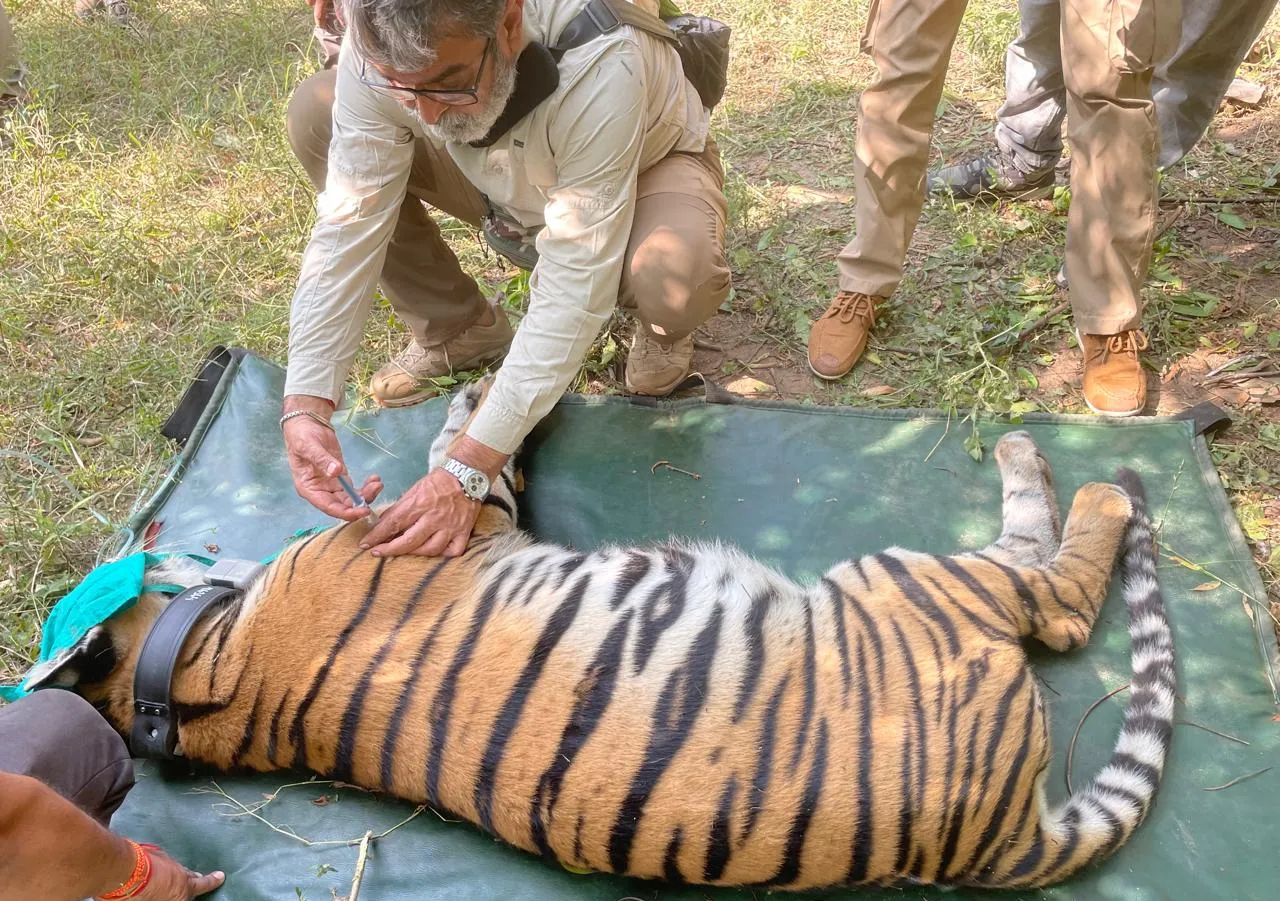 ओडिशा, राजस्थान और छत्तीसगढ़ भेजे जाएंगे, प्रोसेस शुरू; CM ने कहा- बदले में दूसरे जानवर मिलेंगे