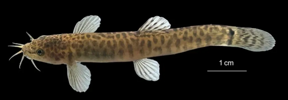 नर्मदा बेसिन में मछलियों की एक नई प्रजाति खोजी, देहरादून के वैज्ञानिकों ने किया सर्वेक्षण