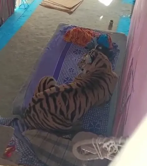 युवक पर हमला, घर में घुसे टाइगर का VIDEO VIRAL, पुलिस- वन विभाग सर्चिंग में जुटे