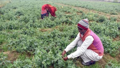 डेयरी सेक्टर सेफ, अमेरिकी सब्जियों पर भी रियायत नहीं; सोयाबीन और सेब किसानों की चिंता बढ़ सकती है