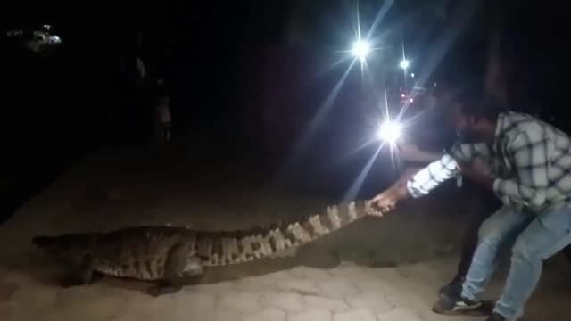 युवक ने पकड़ी पूंछ और करने लगा मस्ती, देखें खतरनाक वीडियो
