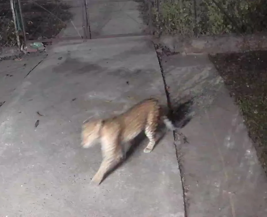 सरकारी आवास में घुसा तेंदुआ, CCTV में कैद