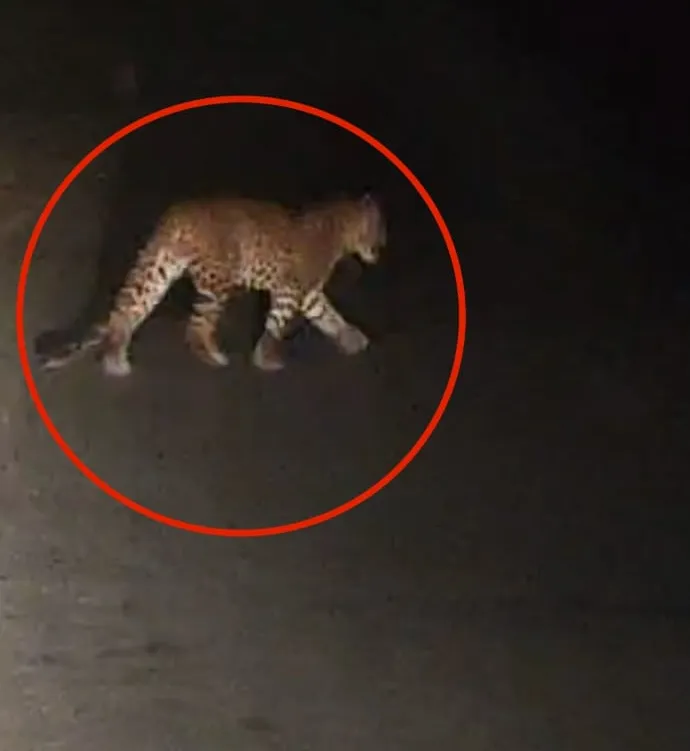 शहडोल के रिहायशी इलाकों में दहशत का माहौल, सड़क पर दिखा तेंदुआ